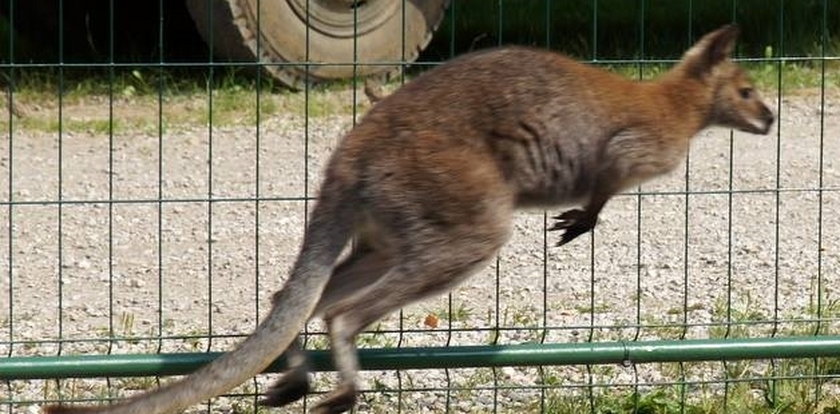 Kangurzyca Stefania uciekła policjantom