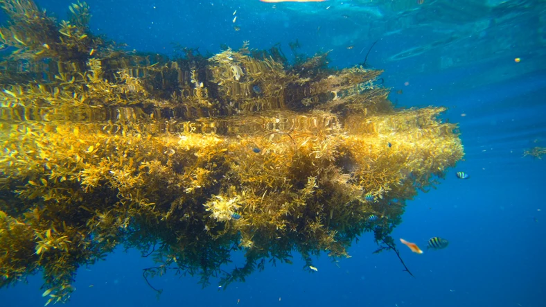 Sargassum albo gronorosty. To ich bali się nawigatorzy Krzysztofa Kolumba