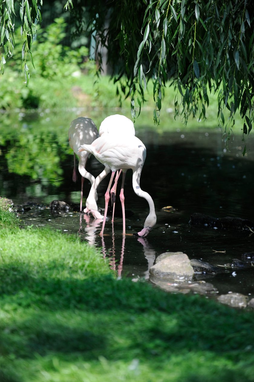 Flamingi we wrocławskim zoo