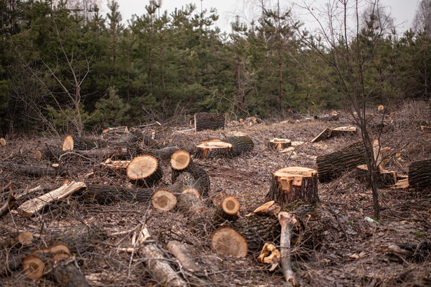 Rząd obiecał wstrzymanie wycinek lasów, karczowanie trwa nadal