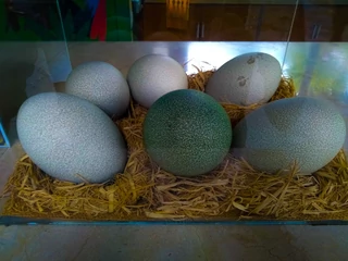 Jaja strusia afrykańskiego i australijskiego emu osiągają najwyższe ceny za sztukę