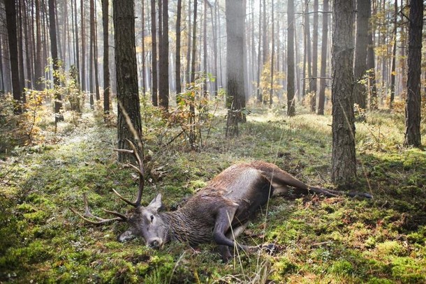 Grand Press Photo 2013 zwycięzca w kategorii ŚRODOWISKO