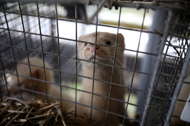 Będzie zakaz hodowli zwierząt na futra? Jest projekt ustawy