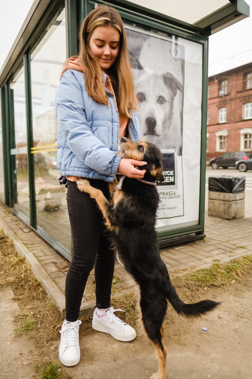 Nie skazujmy ich na schronisko. W Chorzowie ruszyła kampania promująca adopcję zwierząt