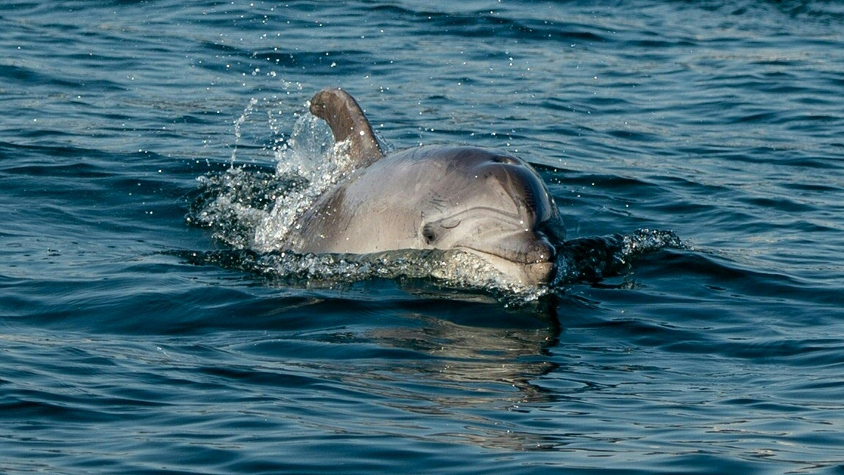 Koronawirus: Turcja. W cieśninie Bosfor pojawiły się delfiny