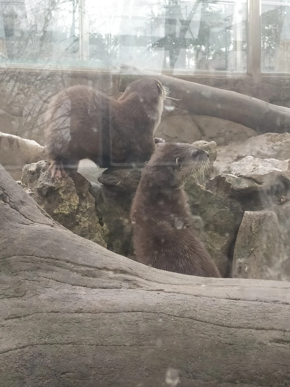 Vidre u Beo zoo vrtu