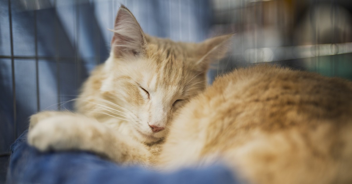 Rekordowe środki na program czipowania i kastracji zwierząt