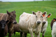 Tania wołowina z Australii zaleje UE. Minister Krajewski interweniuje w Brukseli