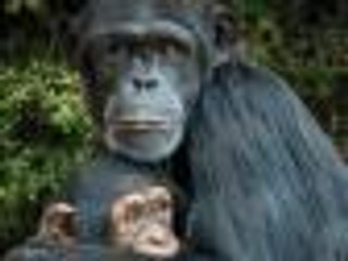 'Szympansy z azylu Fauna. O przetrwaniu i woli życia' - recenzja