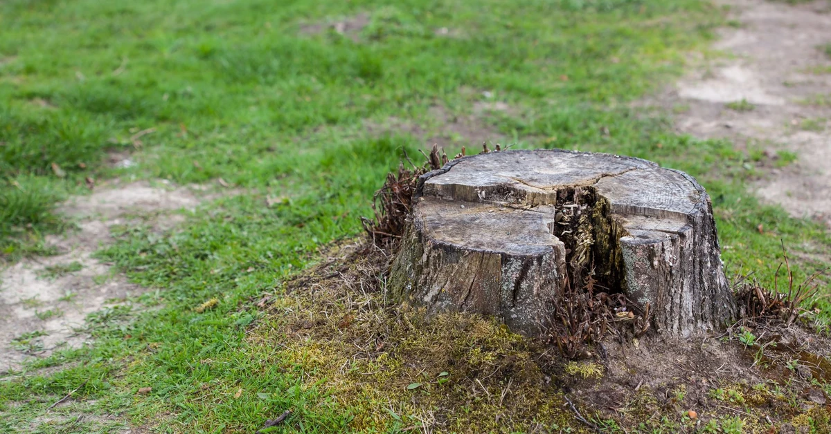 Jak usunąć pień po ściętym drzewie? Jak gwałtownie pozbyć się pnia po ściętym drzewie?