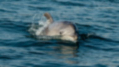 Delfiny w cieśninie Bosfor - pozytywny skutek epidemii