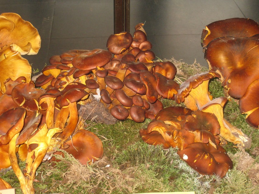 Deo eksponata na izložbi