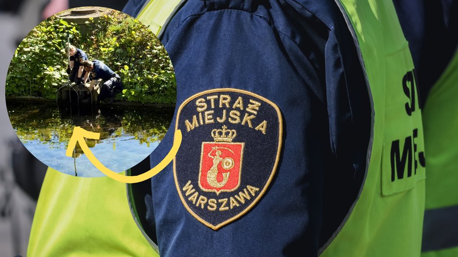 Matka nurogęś pożarta przez rybę w Łazienkach Królewskich. Straż Miejska ratuje pisklęta — image 1