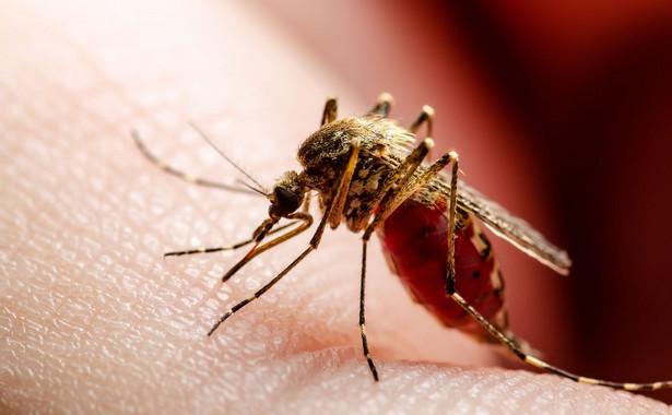 Gorączka denga roznoszona jest przez komary