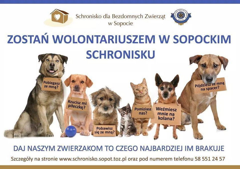 Plakat schroniska w Sopocie 