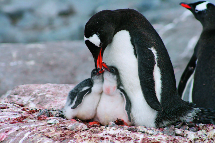 Antarktyda to królestwo pingwinów. Dla wielu osób podróżujących w tamte okolice obserwowanie tych ptaków to jedna z głównych atrakcji wyjazdu.