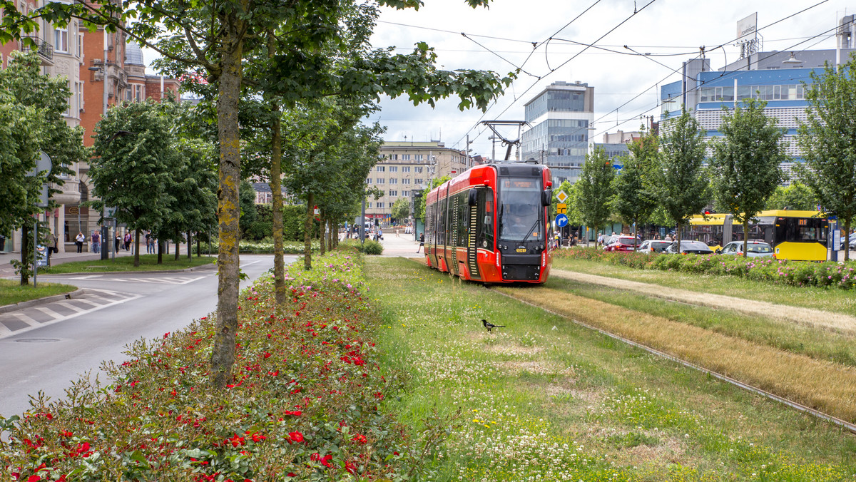 Katowice: Ekologiczne projekty. Nowe parki i Zielony Budżet 2024