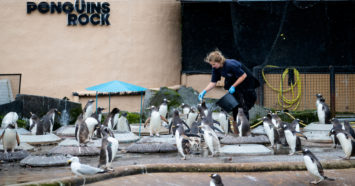 Rain app icons cost Edinburgh Zoo £40,000 during school holidays ...