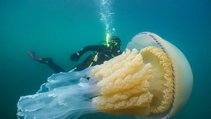 Ilyet még nem látott: embernagyságú medúzára bukkantak Anglia partjainál