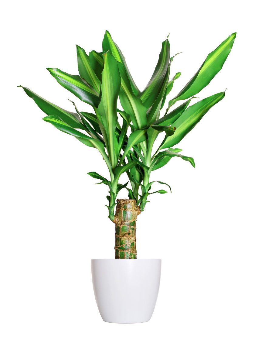 Dracena