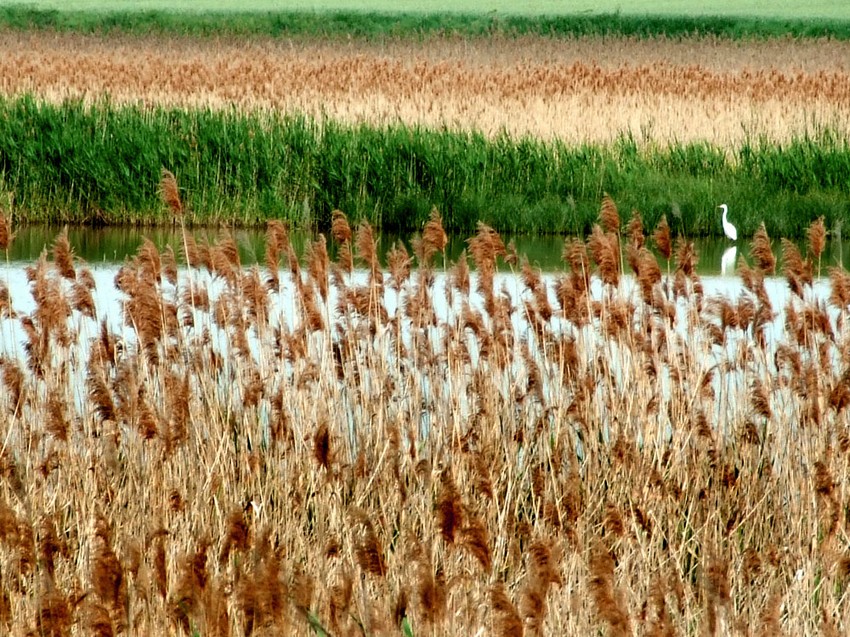 Pojedine biljne vrste nalaze se skoro još samo na ovom mestu u Srbiji