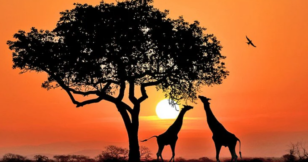 AU Day: 10 must-know facts about African countries that will amaze you - Vimarsana News
