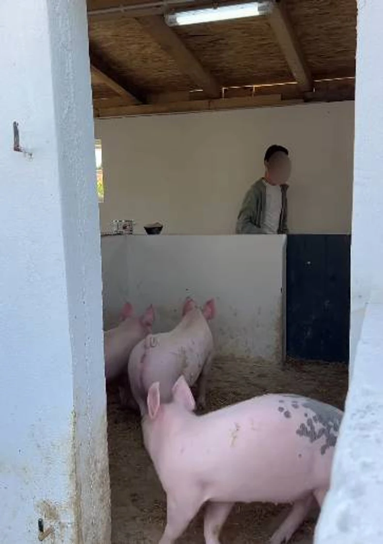 Branko Babić, objava