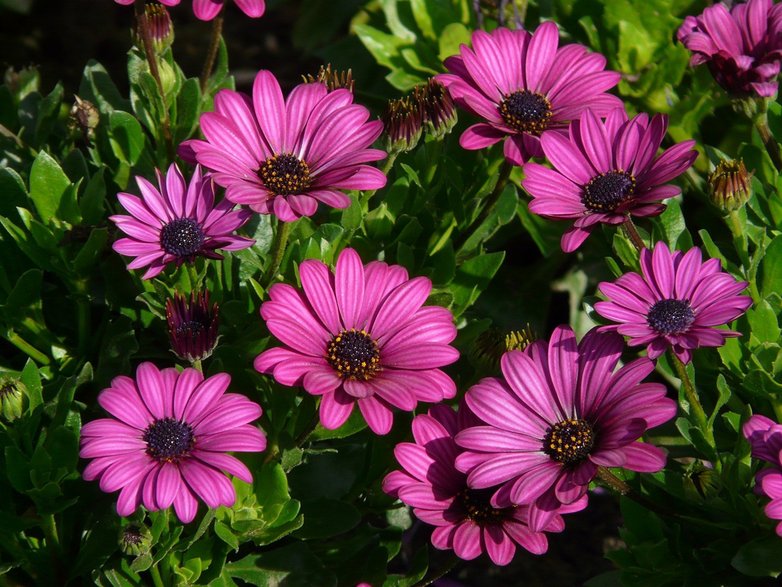 Osteospermum – stokrotka afrykańska