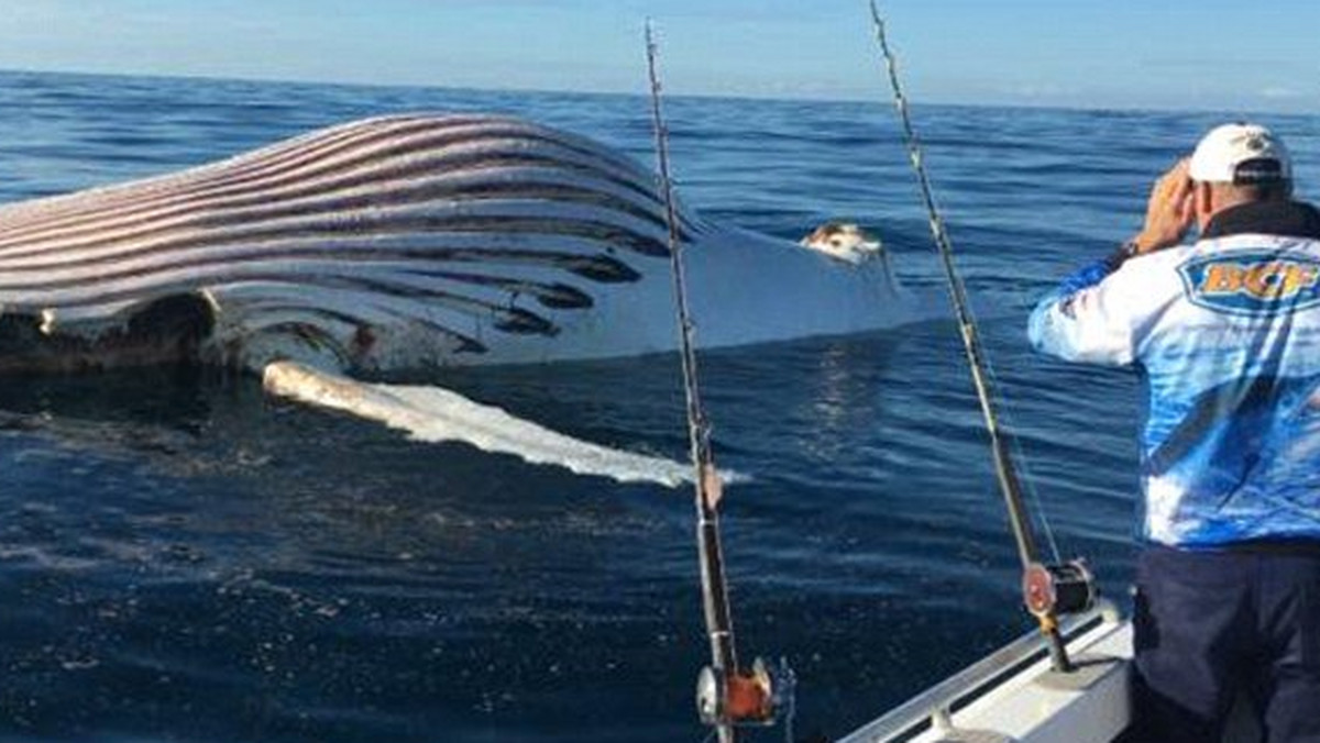 Pływający po Oceanie Indyjskim rybak, Mark Watkins, przypadkowo natknął się na przedziwnego, przypominającego balon, stwora. Zaskoczony jego ogromem mężczyzna postanowił go sfotografować i zamieścić zdjęcie w sieci.