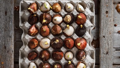 Sadzenie tulipanów w wytłaczankach po jajkach w lutym? Jak sadzić tulipany w wytłaczankach po jajkach?