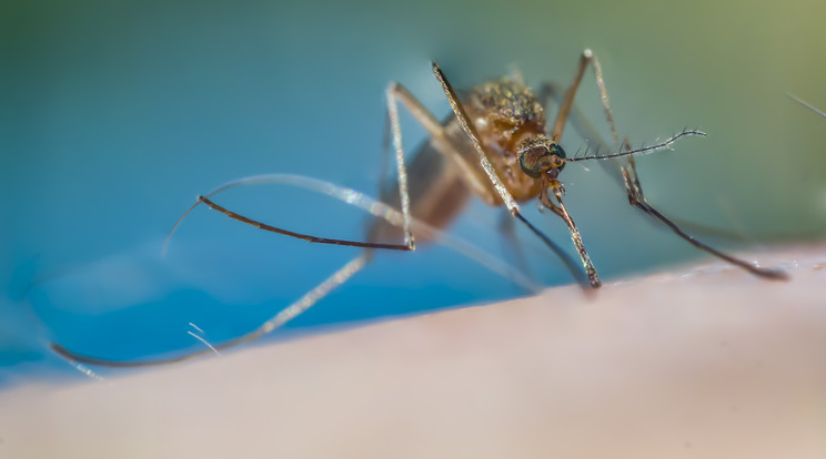 A számos szúnyogfajta között egyre több a többnyire vírusos fertőzést terjesztő vérszívó / Fotó: Northfoto