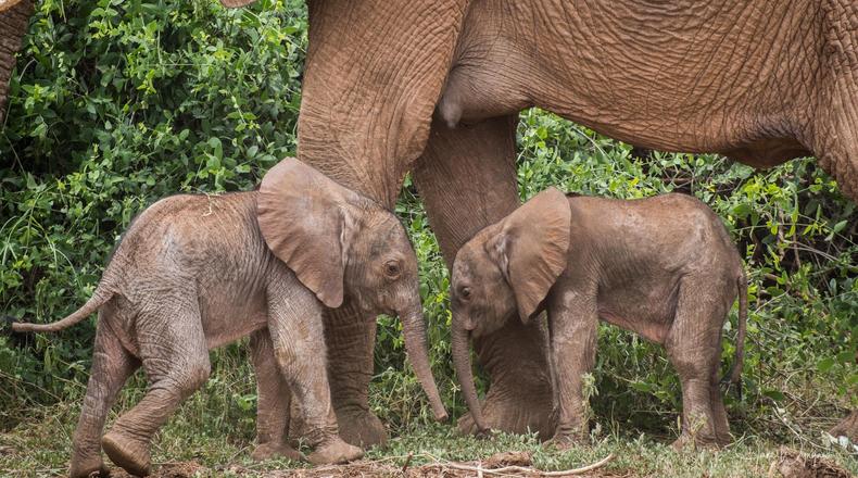 Rare twin elephant calves born in Samburu 