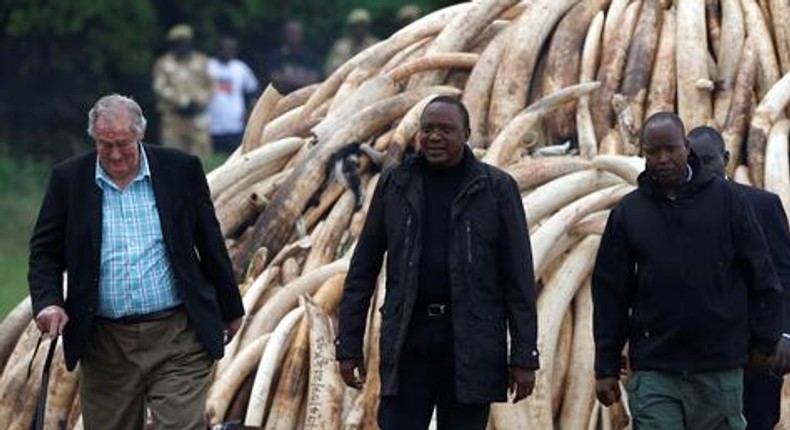  President Uhuru Kenyatta (centre) and  Richard Leakey (left) pose for the press after the president lit on fire parts of an estimated 105 tonnes of ivory and a tonne of rhino horn confiscated from smugglers and poachers at the Nairobi National Park near Nairobi, Kenya, April 30, 2016.