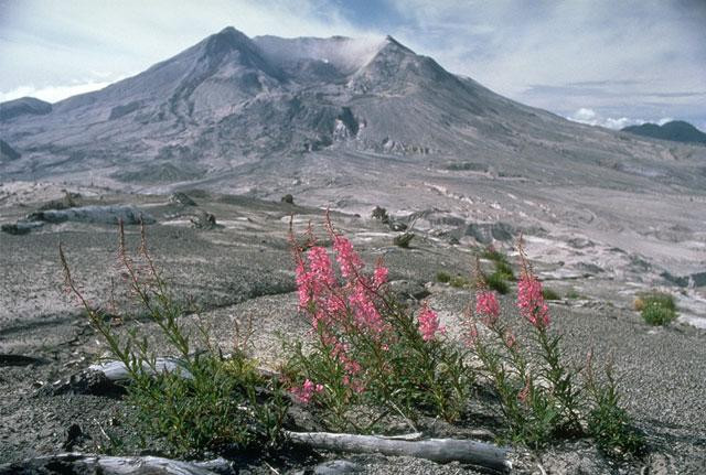 Galeria USA - Erupcja wulkanu Mount St. Helens, obrazek 17