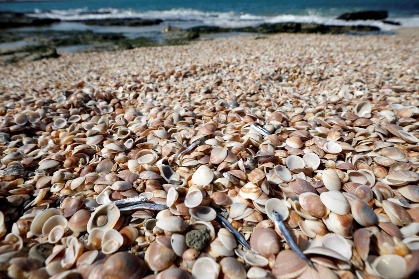 Israel's beaches blackened by tar after offshore oil spill