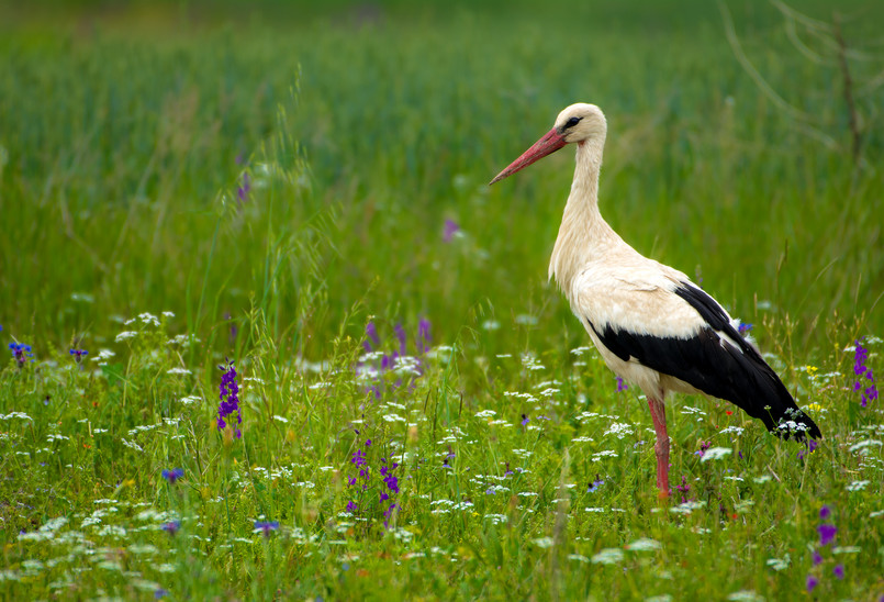 Biologia Bocian Wiosna White,Stork,(ciconia,Ciconia)