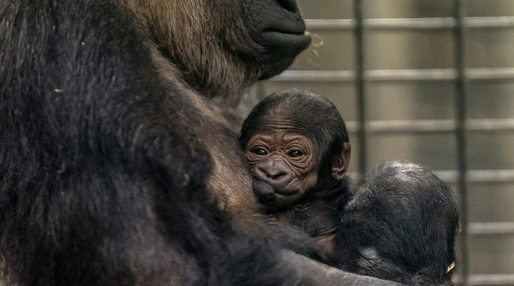 Kétnapos kölykét fogja a gorilla mama / Fotó: MTI