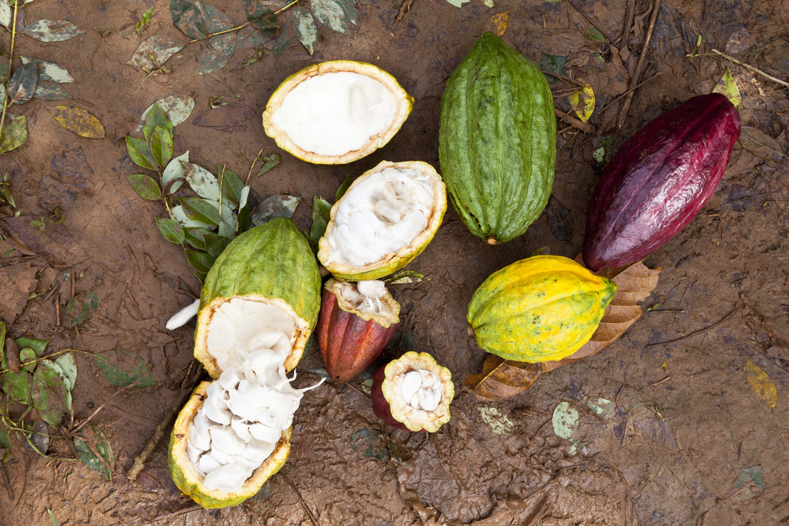 Kakao ze zrównoważonych upraw