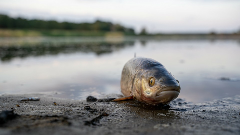 Katastrofa Ekologiczna. Śnięte ryby w Odrze