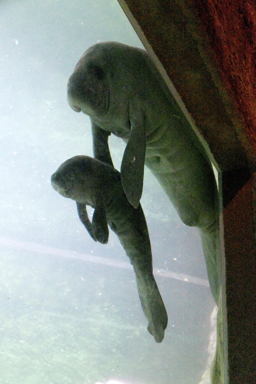 We wrocławskim zoo urodziła się syrena. Małe waży 20 kg!