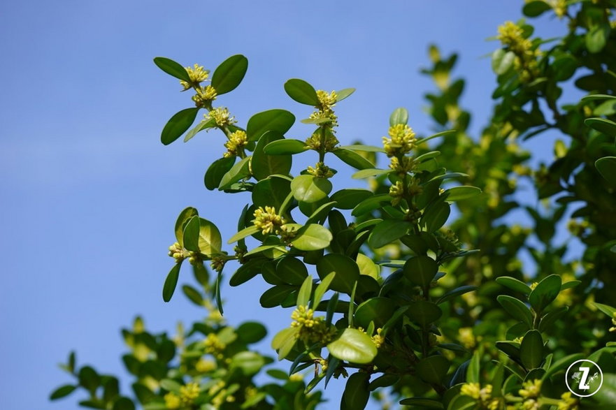 Bukszpan wieczniezielony (Buxus sempervirens)