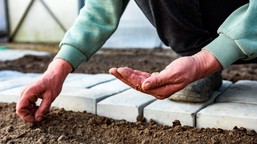 co siać w marcu na rozsadę i do gruntu? od wysiewu tych kwiatów i warzyw warto zacząć sezon 2026