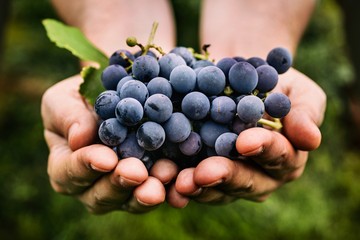 shutterstock_329282489