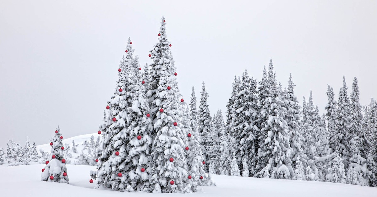 Jak tradycja zrobiła z drzew symbole? Długa podróż drzewa przez historię kultury