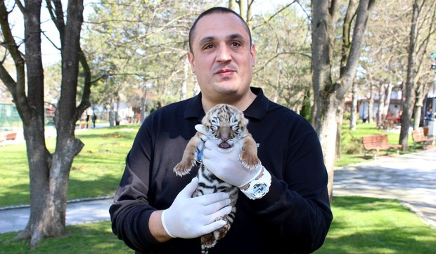 597801_tigar-tanjugdusan-anicic-4