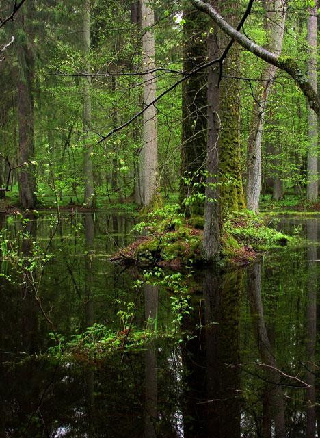 Galeria Polska - Puszcza Białowieska zagrożona?, obrazek 22