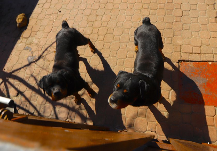 Rottweilery pogryzły kobietę