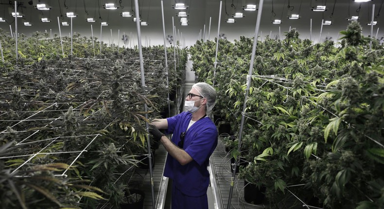 FILE - In this June 28, 2017 photo, Alessandro Cesario, the director of cultivation, works with marijuana plants at the Desert Grown Farms cultivation facility in Las Vegas. Nevada is set to pioneer a law to prevent job-seekers from being immediately rejected for work based on a positive marijuana test. (AP Photo/John Locher, File)