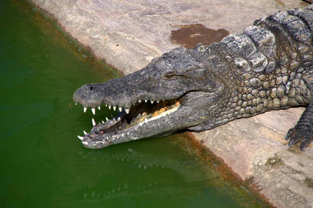 Rząd Namibii chce złapać 40 krokodyli i wystawić je na aukcję