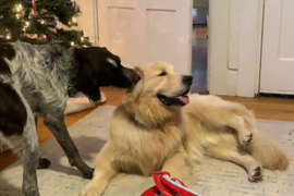 Pas stalno LIŽE UVO svog najboljeg prijatelja zlatnog retrivera, a RAZLOG će vas ODUŠEVITI: Viralni snimak koji je pregledalo više od 2 miliona ljudi